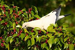 Torresian Imperial-Pigeon